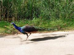 101PARC AUX OISEAUX DANS L AIN 2016 2_000008